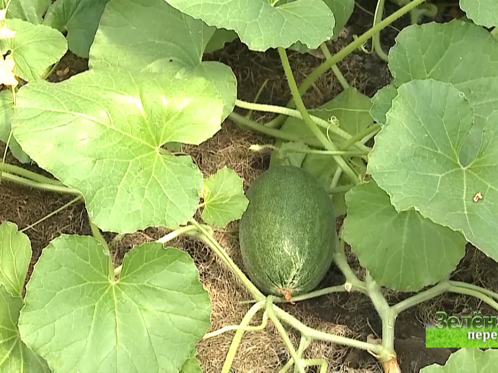 зеленая передача последний выпуск. зелёная передача последний выпуск. зеленая передача последний выпуск. зелёная передача последний выпуск челябинск. зелёная передача последний выпуск челябинск 2022.