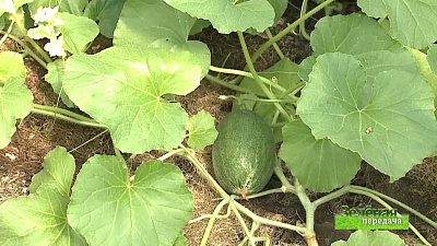 Зеленая передача 09.08.2018