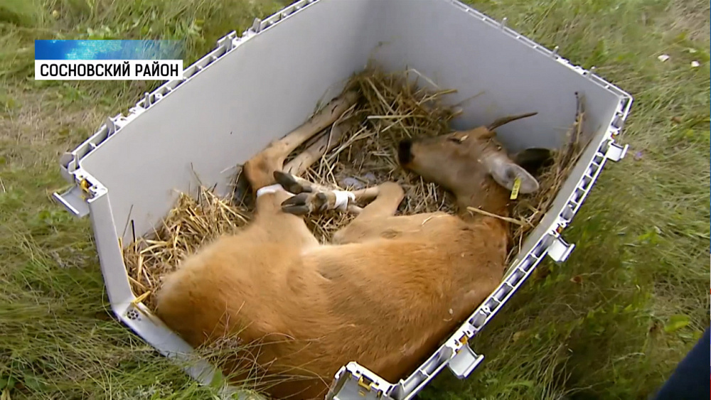 Косулю, искусанную собаками, отпустили на волю