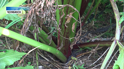 Челябинская пенсионерка объявила войну борщевику 