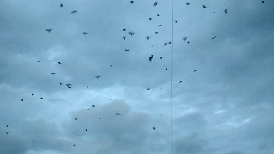 Стаи ворон напугали южноуральцев 