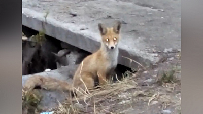 Почти ручные лисы бегают по улицам Златоуста 