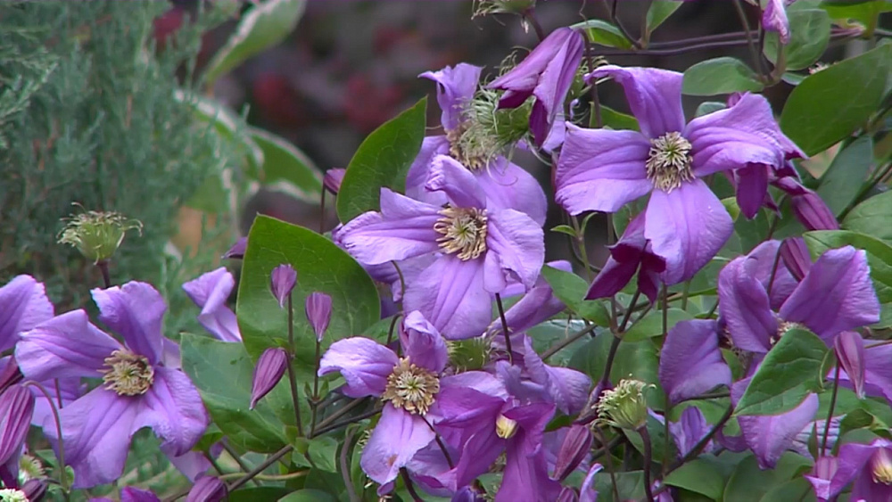 Уход за клематисами