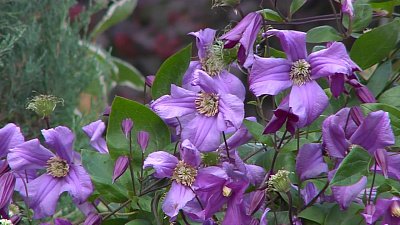 Уход за клематисами