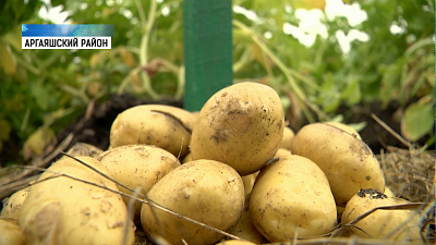 Селекционеры представили новые сорта картофеля