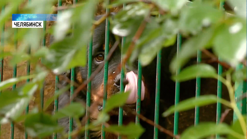 Ротвейлеры напали на ребёнка в садовом товариществе 