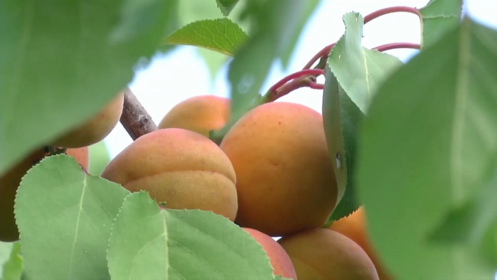Абрикосы на Южном Урале