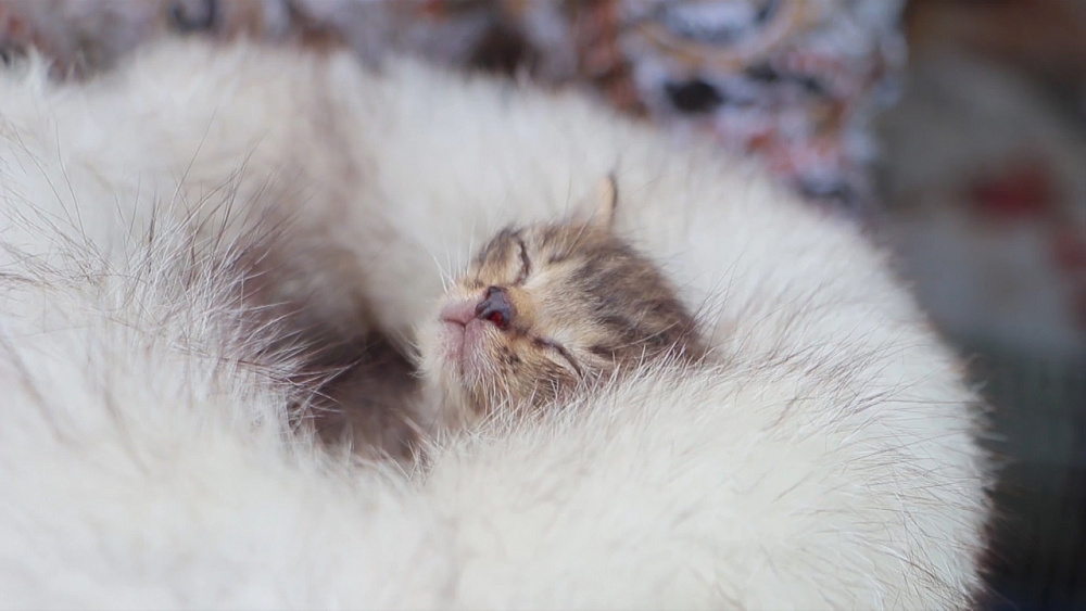 Жительница города спасает кошек и собак