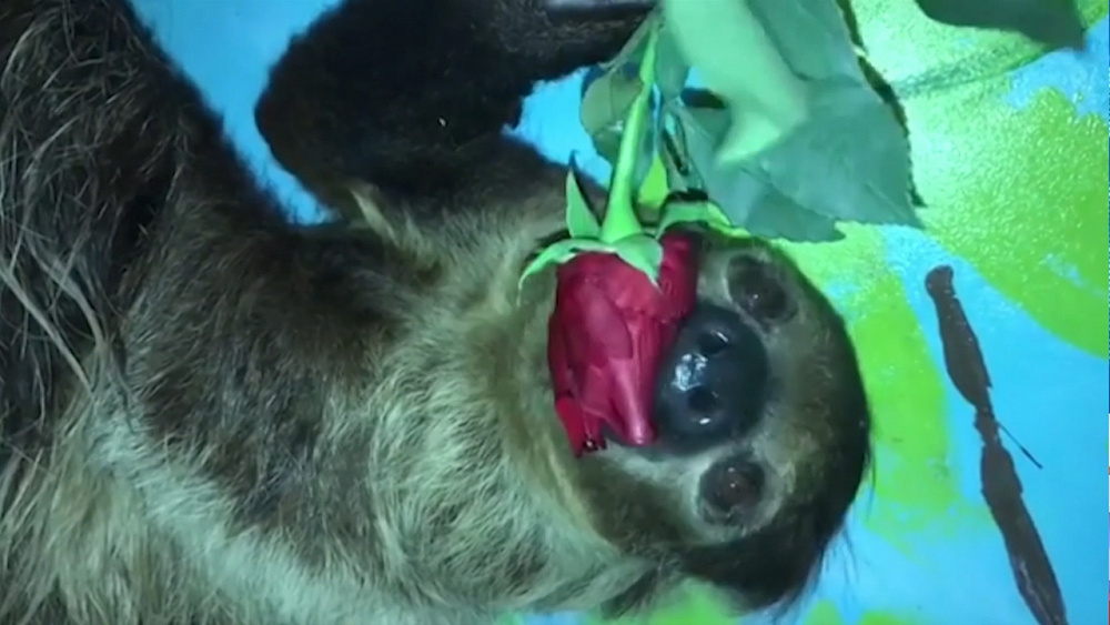 Ленивица Лена съела подаренные розы