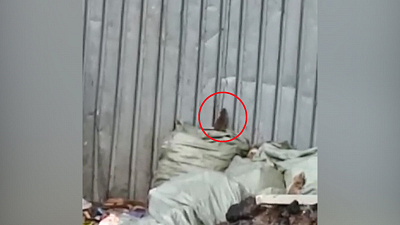 Крысы атаковали один из детских садов Челябинска 