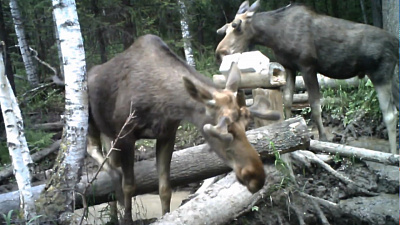 Лоси, рысь и волк попали в фотоловушку «Таганая»
