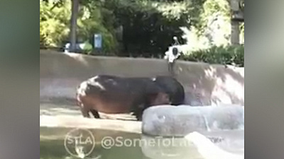 Посетитель зоопарка отшлепал бегемота и попал на видео 