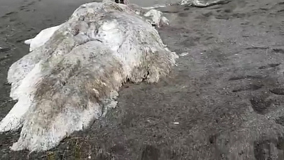 «Нечто» на берегах Камчатки обнаружили местные жители 