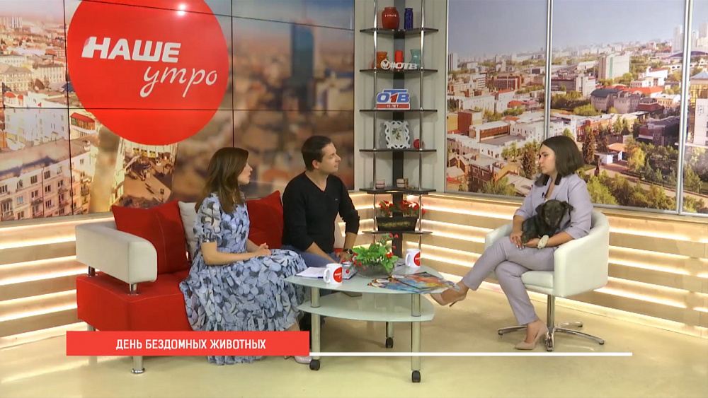 Как спасти бездомных животных?