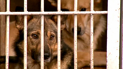 Бездомным животным посвящается!