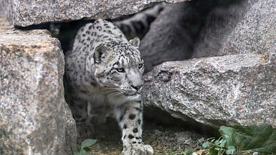 Снежный барс Ермак претендует на титул «Мистер Зоо» Южного Урала