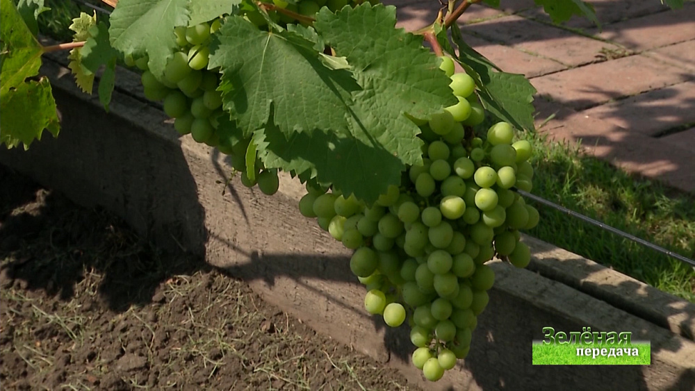 Зеленая передача 16.08.2018