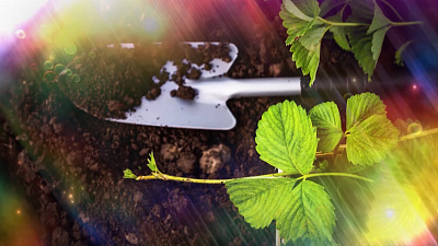 Период для высадки земляники