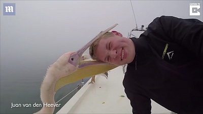 Игривый пеликан укусил туриста за голову во время фотосессии