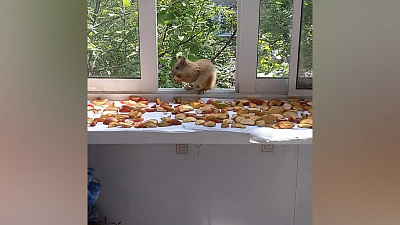 Хитрая белка своровала с балкона челябинки яблоко и попала на видео