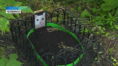Жителей Челябинска напугала могила кота во дворе