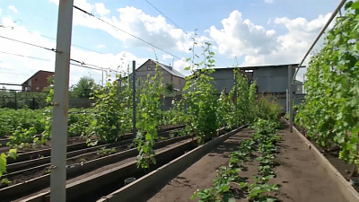 Виноградарство на Южном Урале