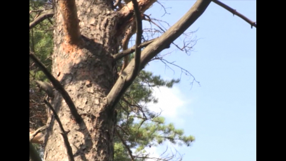 Время новостей. Миасс от 22.08.2018