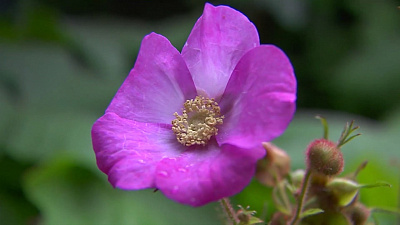 Клен-малина