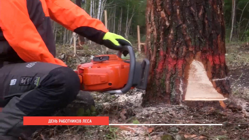 День работников леса