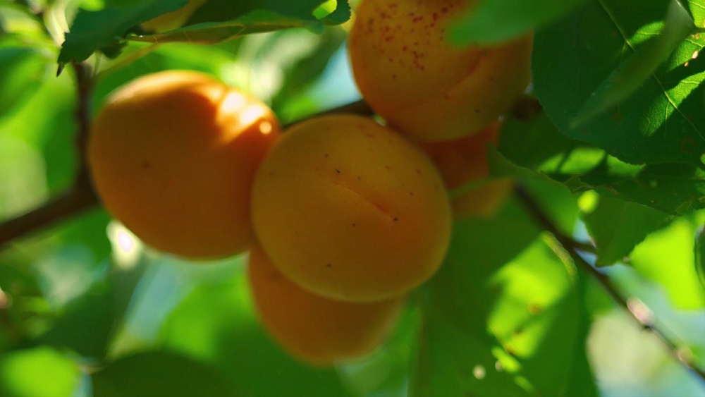 О южноуральских абрикосах