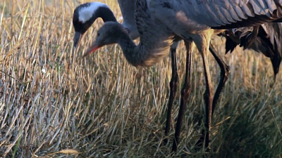 В Челябинской области собираются журавли