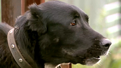 Ищем друга для алабая