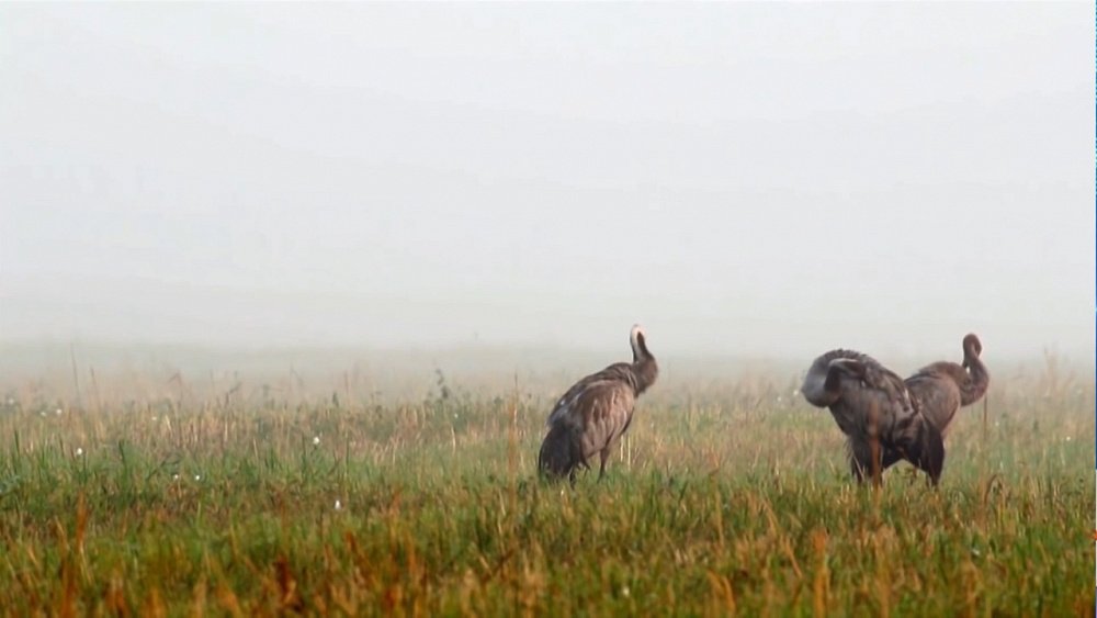 В Чесменский район прилетели журавли
