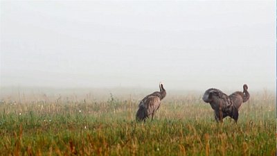 В Чесменский район прилетели журавли