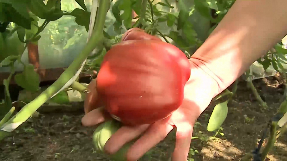 Советы о выращивании помидоров