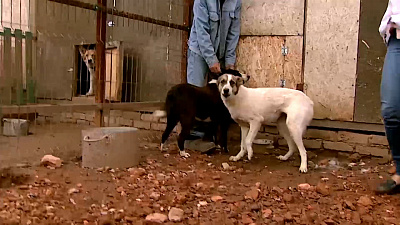 Ищу друга – дворняжка Луша