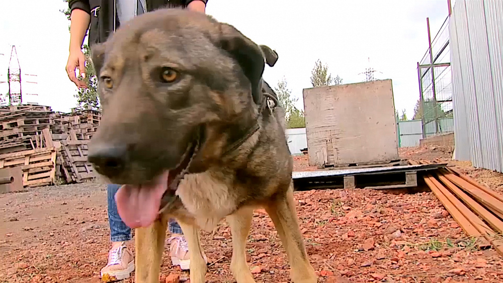 Ищу друга – дворняжка Найда