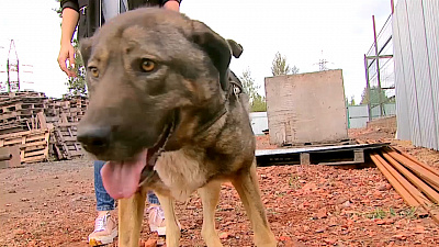 Ищу друга – дворняжка Найда