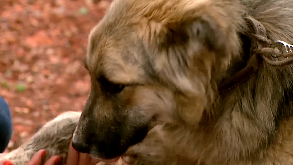 Ищу друга – дворняга Скай