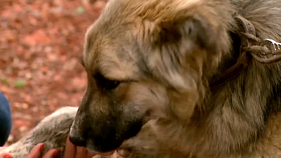 Ищу друга – дворняга Скай