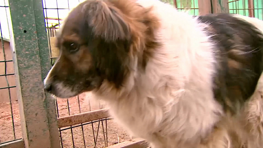 Ищу друга – собачья пара