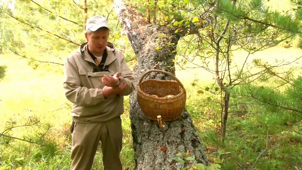 Мужское хобби – грибник