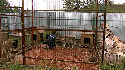 Ищу друга – три дворняжки Лея, Леси и Сид