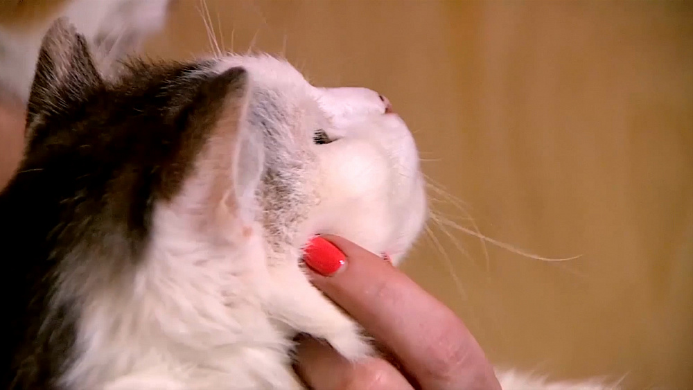 Ищу друга – коты из приюта