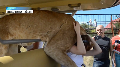 Львица Лола вновь требует внимания туристов
