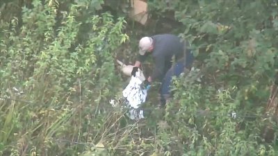 Мужчина нанес собаке несколько смертельных ударов