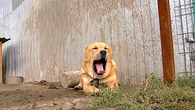 Ищу друга – мастиф Миша