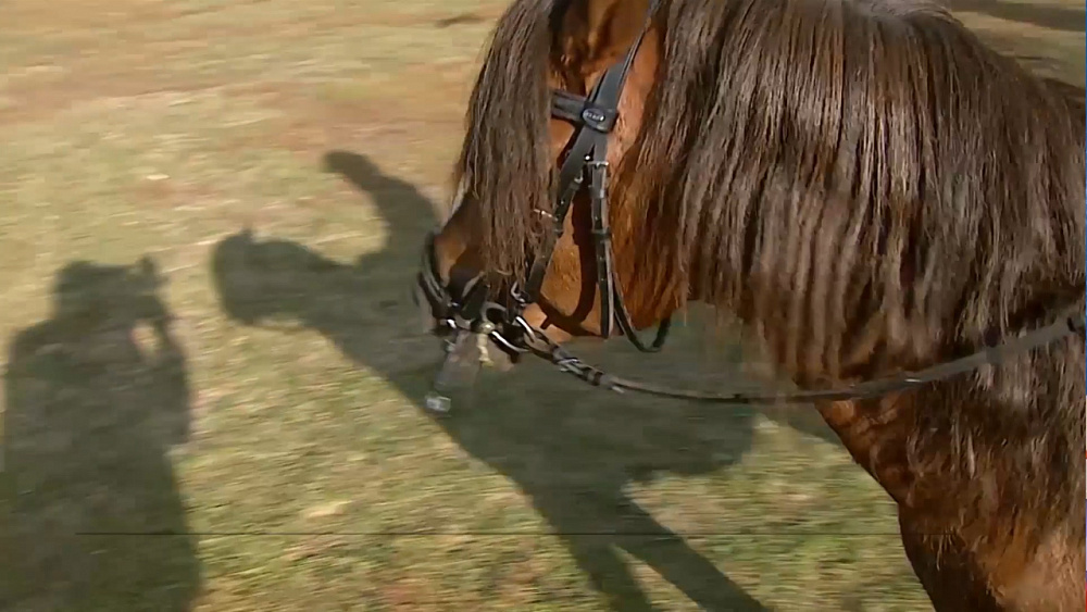 IX чемпионат города по конному спорту прошел в Челябинске