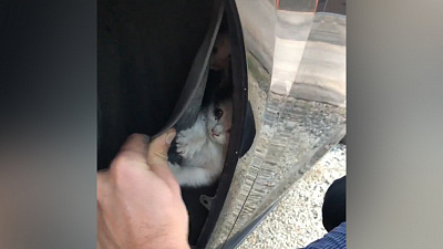 Малышей-котят достали из-под крыла машины жители Магнитогорска
