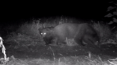 Медведица с детенышем попала на запись фотоловушки